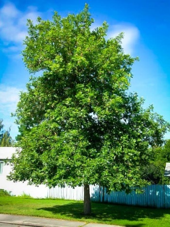 Tree Round - Ash Large 12 - Outsource Solutions LLC
