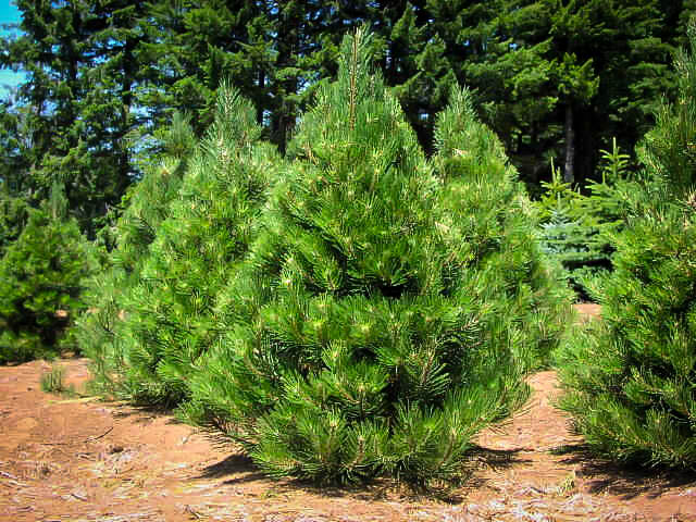austrian black pine for