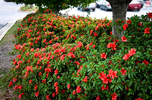 autumn embers azalea autumn embers azalea
