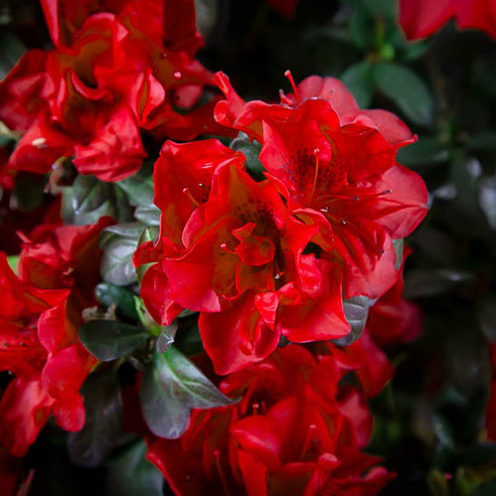 Autumn Fire Encore Azaleas For Sale Online | The Tree Center™