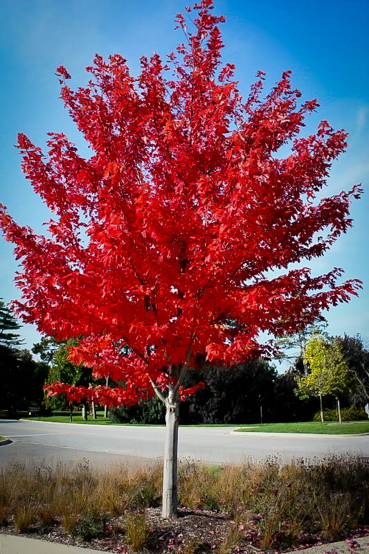 Autumn Flame Red Maple For Sale | The Tree Centerâ„¢