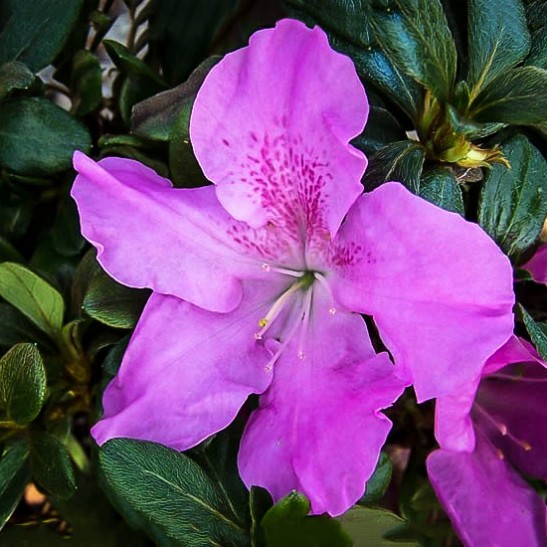 Buy Autumn Lilac™ Encore® Azalea For Sale The Tree Center™