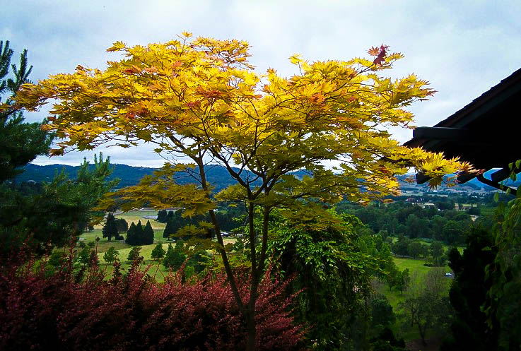 autumn moon dwarf japanese maple trees autumn moon dwarf japanese maple trees