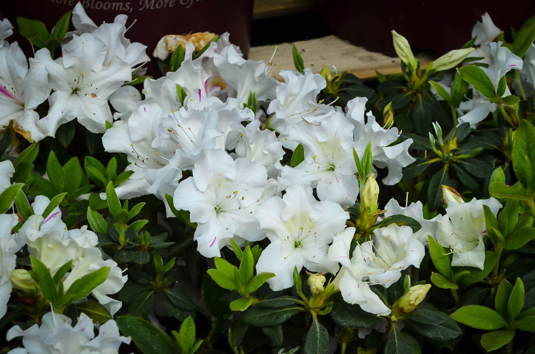 Autumn Lily™ Encore® Azaleas For Sale The Tree Center™