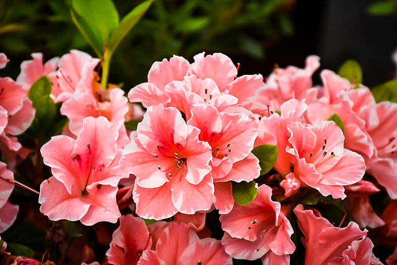 Autumn Sunburst™ Encore® Azaleas For Sale | The Tree Center™
