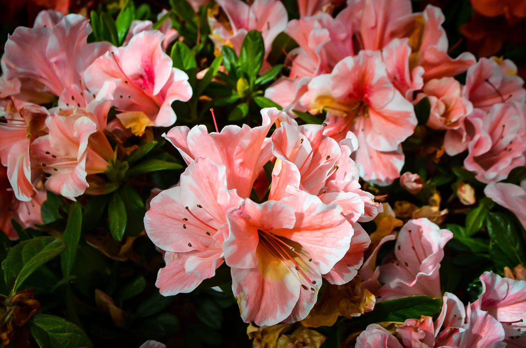 Autumn Sunburst™ Encore® Azaleas For Sale The Tree Center™