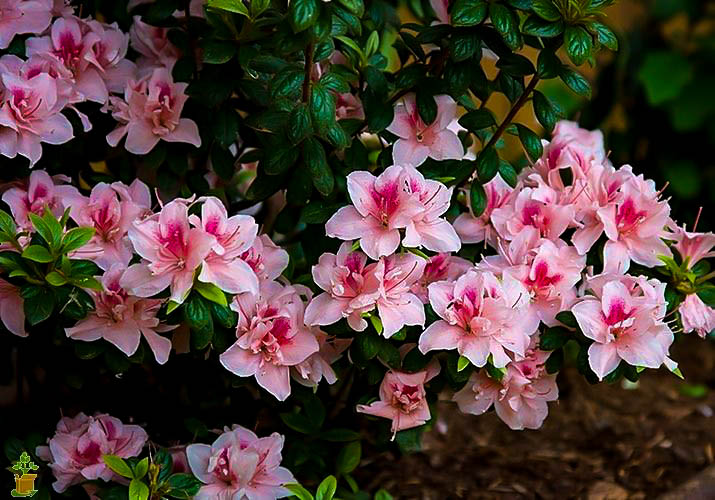Autumn Belle™ Encore® Azaleas For Sale The Tree Center™ Autumn Belle™ Encore® Azaleas For Sale The Tree Center™
