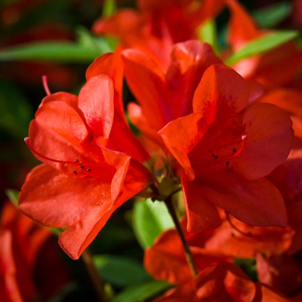 home depot azaleas