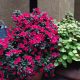 Growing Encore Azaleas in Pots