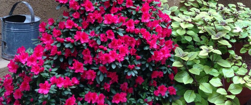 can azaleas grow outdoors