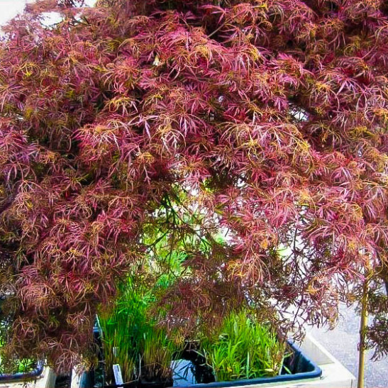 Buy Baby Lace Japanese Maple Tree On Standard