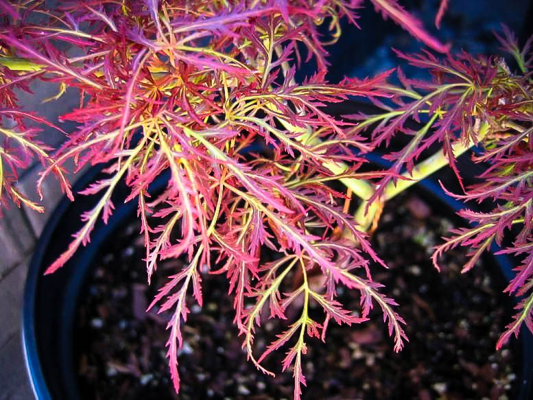 Baby Lace Anese Maple Tree On Standard Baby Lace Anese Maple Leaves
