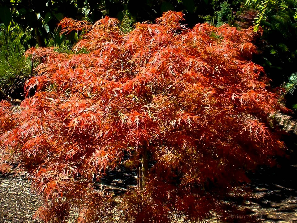 Buy Baby Lace Japanese Maple Tree On Standard
