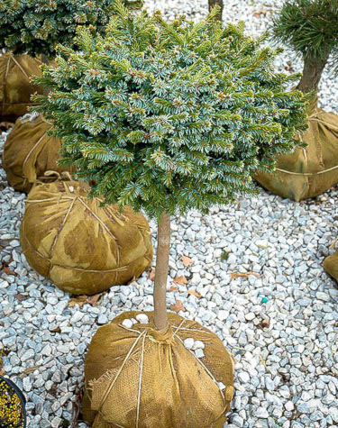 Trees Wrapped In Burlap – Tips On Planting A Balled And Burlapped Tree