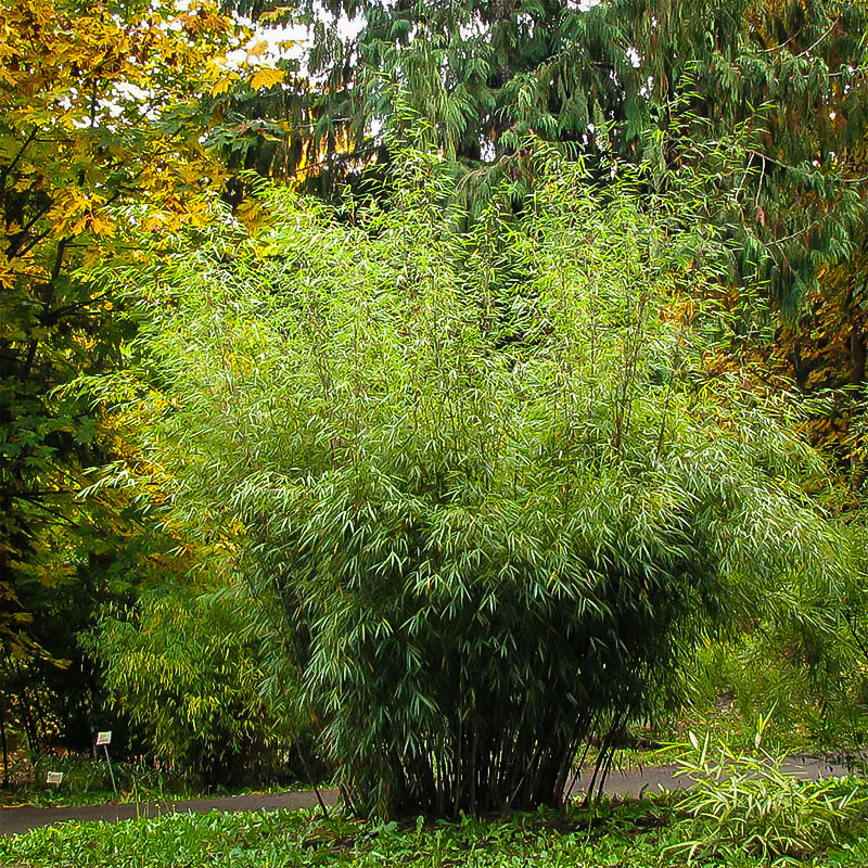 Hardy Clumping Bamboo For Sale Online The Tree Center™