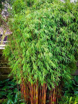 buy bamboo trees online the tree center