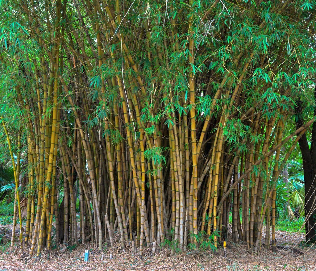 bamboo.jpg