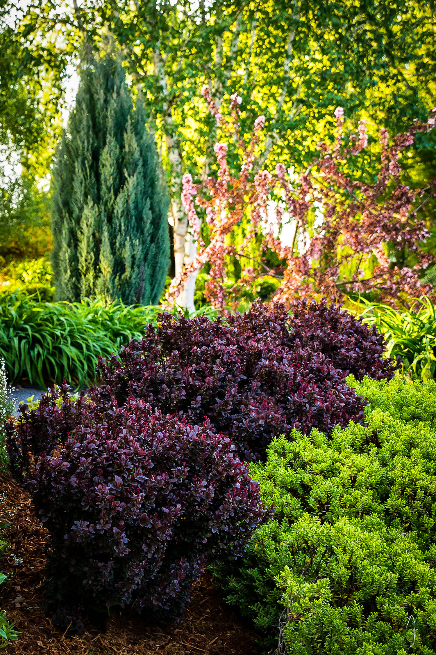 Concorde Barberry Shrubs For Sale The Tree Center™