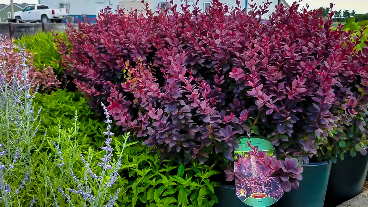 Concorde Barberry Shrubs For Sale The Tree Center™