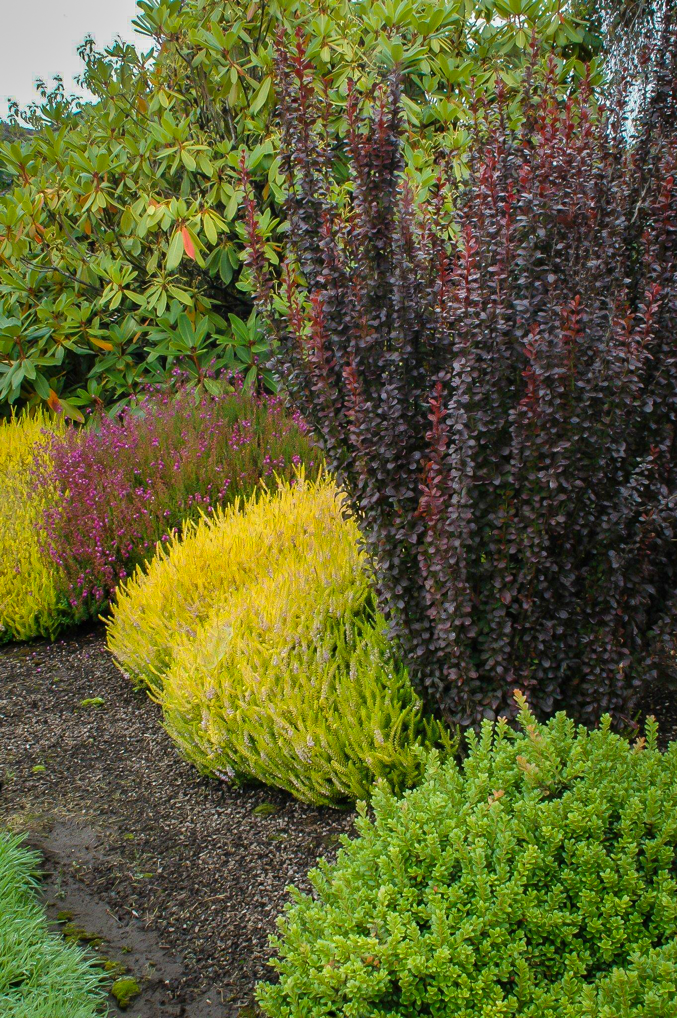 Helmond Pillar Barberry Shrubs For Sale | The Tree Center™