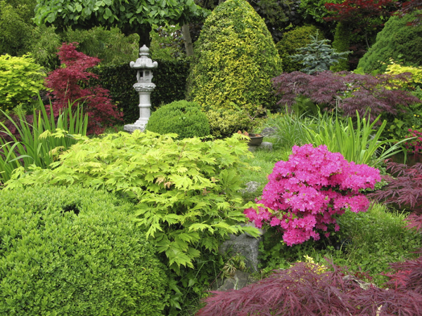 Tips on Placing Shrubs in Your Garden | The Tree Center™