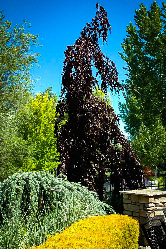 Purple Fountain Beech Trees For The Tree Center Plant Hardiness Zones 4 7