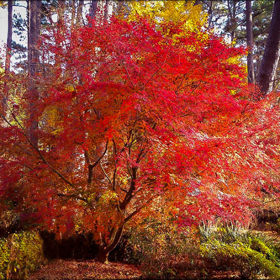 Buy Beni Komachi Japanese Maple | The Tree Center™