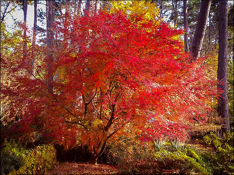 Buy Beni Komachi Japanese Maple  The Tree Center