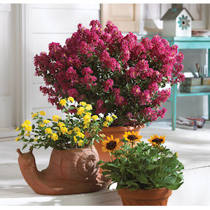 Berry Dazzle Crape Myrtle in Pot