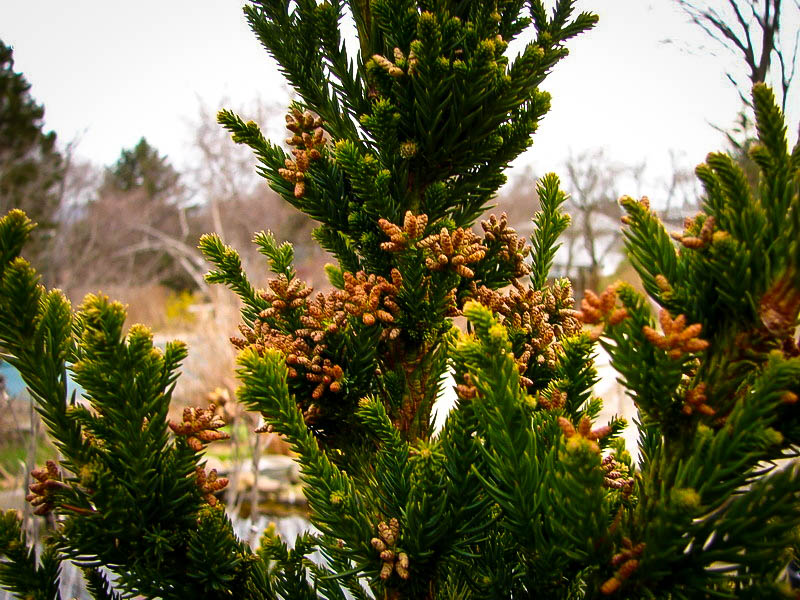 Black Dragon Cryptomeria Japanese Cedar For Sale Online The Tree Center
