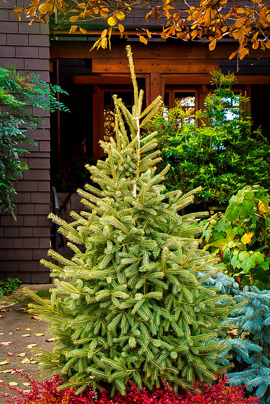 Black Hills Spruce Trees For Sale The Tree Center™