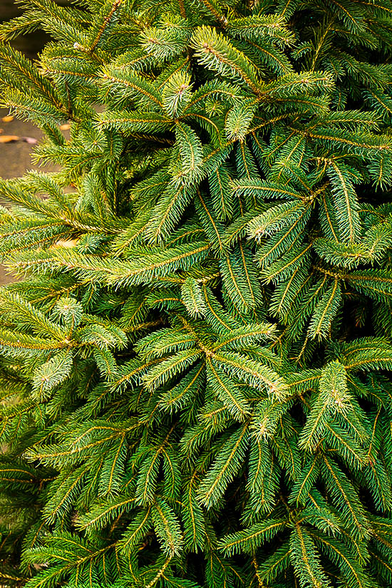 Black Hills Spruce Trees For Sale The Tree Center™