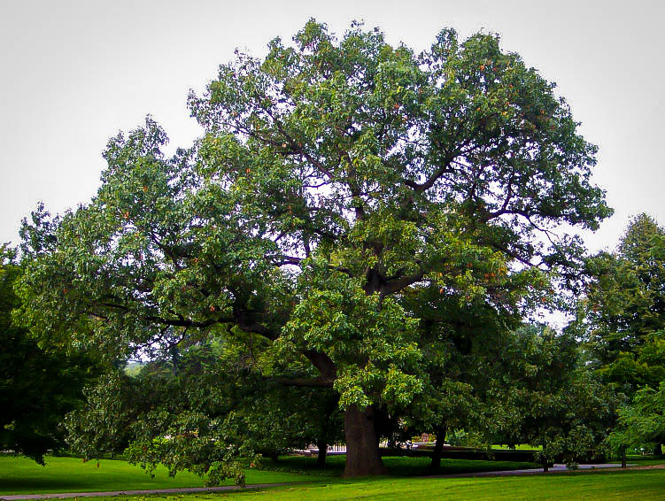 Black Oak Tree For Sale Online The Tree Center