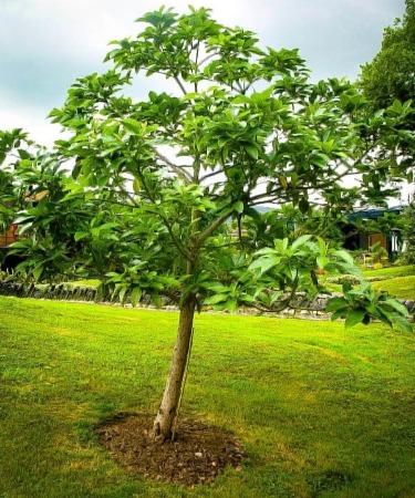 Cuidado de los árboles de aguacates