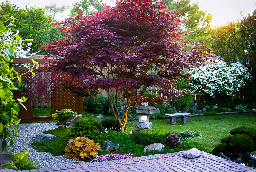 Bloodgood Japanese Maple