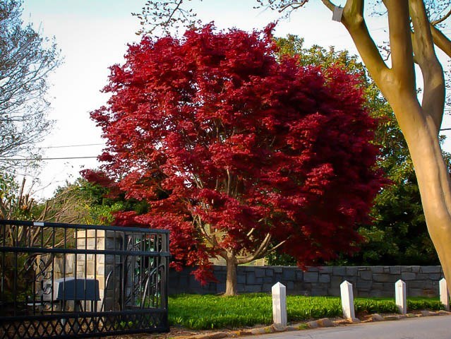 Height mature maple