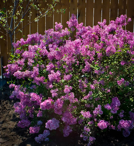 Bloomerang Purple Lilac For Sale Online | The Tree Center