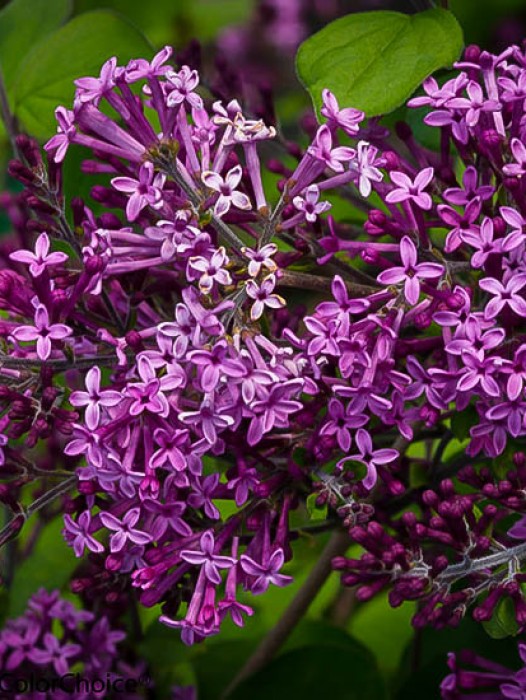 Lilacs