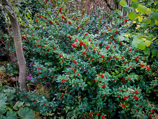 Blue Girl Holly For Sale Online The Tree Center 
