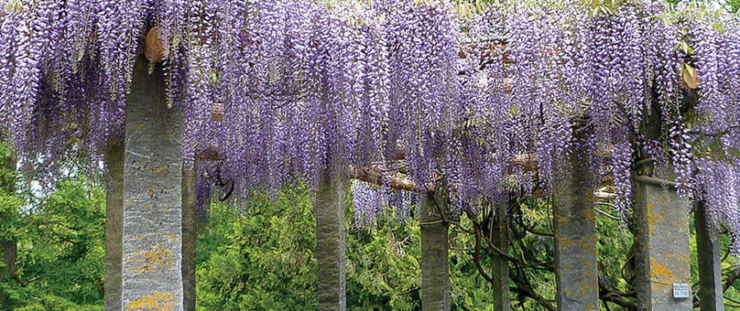 American Wisteria The Tree Center American Wisteria