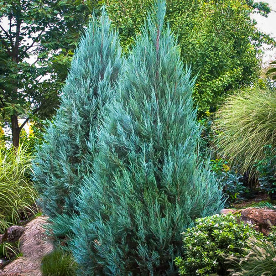 Blue Point Juniper Trees For Sale The Tree Center™