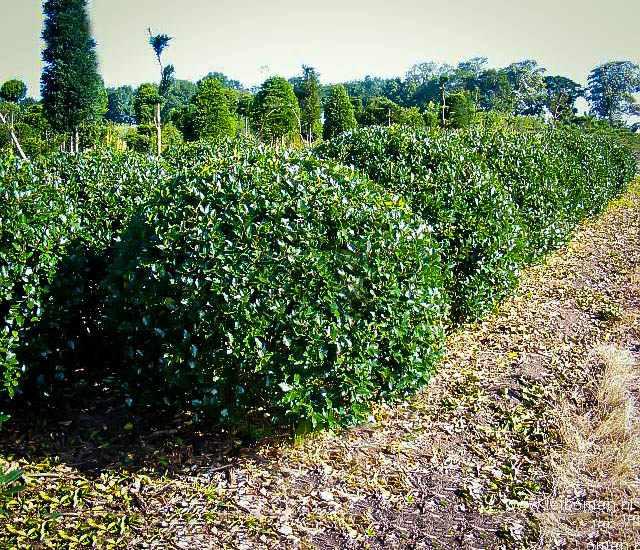 Blue Prince Holly For Sale Online The Tree Center
