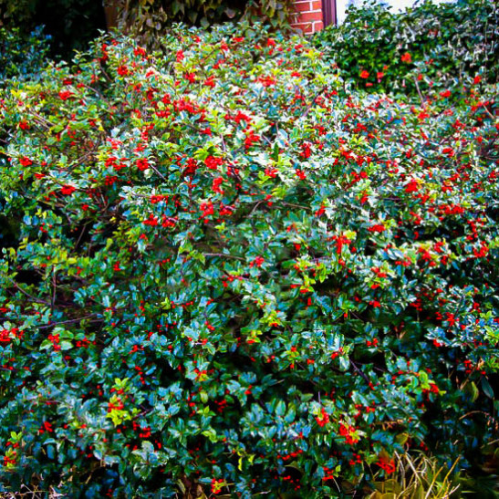 Blue Prince and Princess Combo Holly Bush For Sale Online The Tree Center