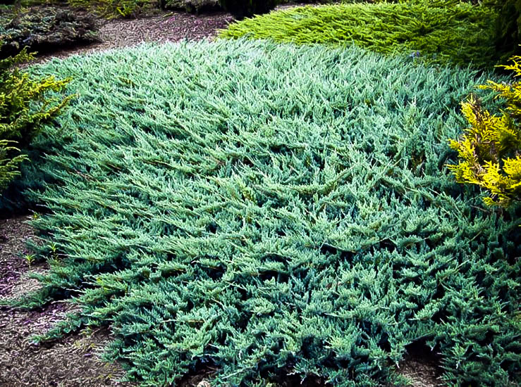 Blue Rug Juniper Ground Cover Plants For Sale The Tree Center™