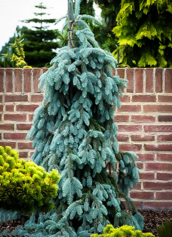 The Blues Weeping Colorado Spruce Trees For Sale | The Tree Center™
