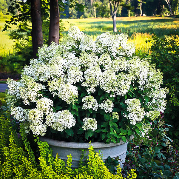 Bobo Hydrangea The Tree Center™