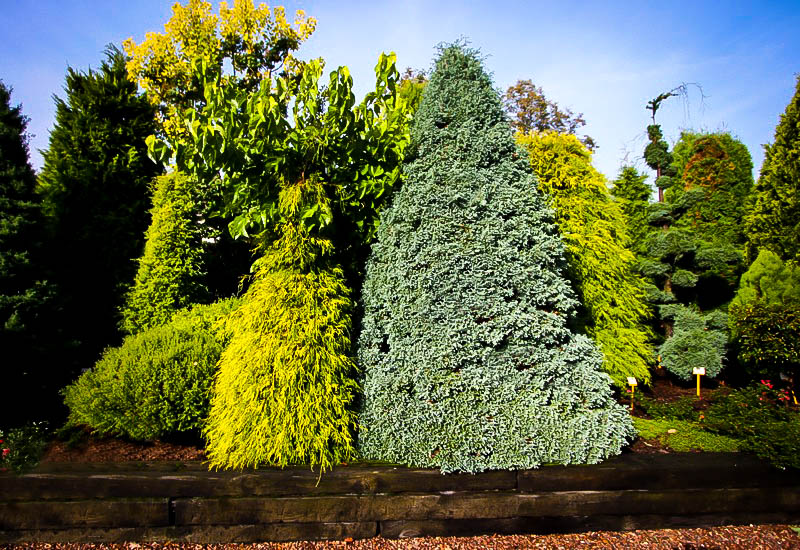 Boulevard Cypress Tree For Sale The Tree Center™