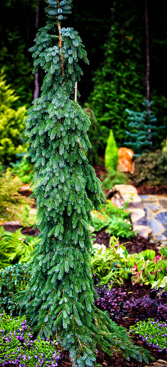 Bruns Weeping Serbian Spruce For Sale Online | The Tree Center