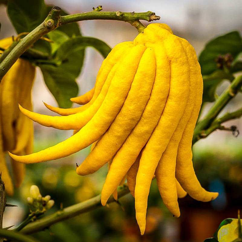 Buddha's Hand Citron Trees For Sale | The Tree Center™