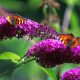 Flowers All Summer with the Butterfly Bush